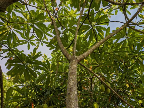 istock Cerbera odollam tree in the morning 1441258053