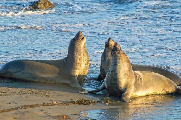 kalifornijskie foki kłócą się i walczą na plaży w pobliżu san simeon w kalifornii - san simeon zdjęcia i obrazy z banku zdjęć