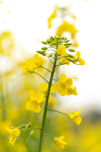 young canola flower with water drops