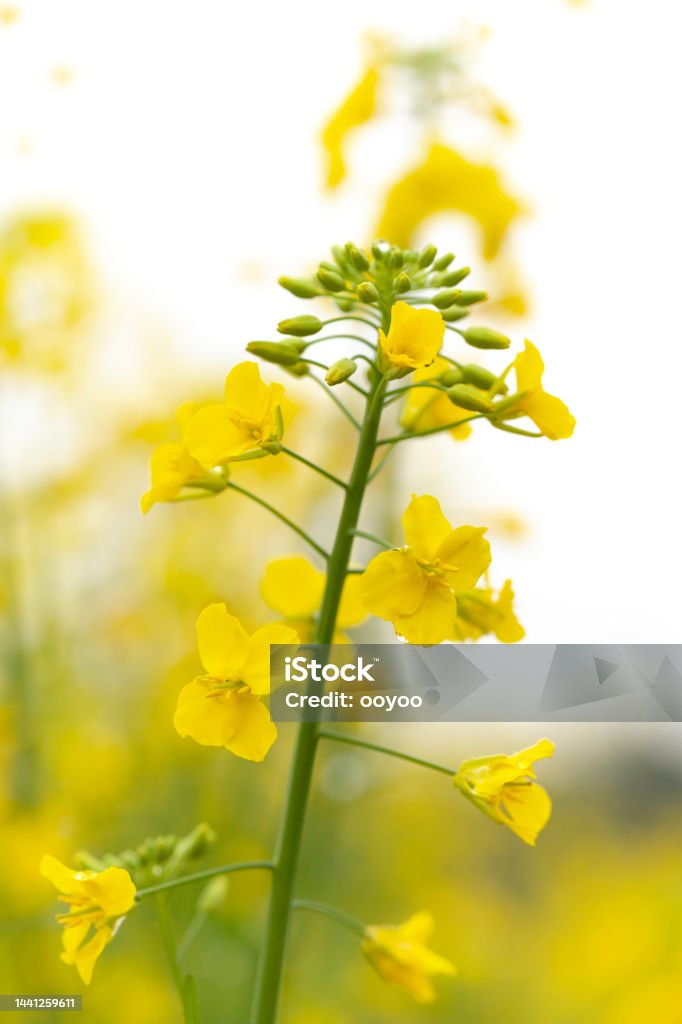 Close Up Of Canola Flower young canola flower with water drops Close-up Stock Photo