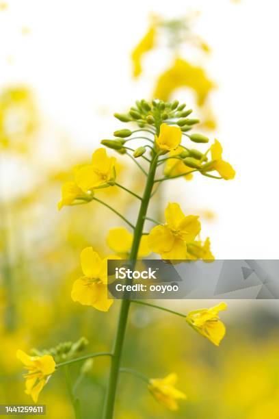 Close Up Of Canola Flower Stock Photo - Download Image Now - Close-up, Flower, Oilseed Rape