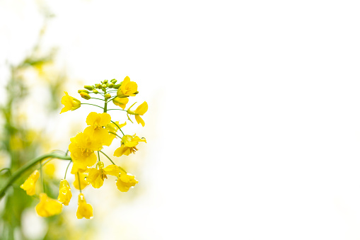 Blooming oncidium orchid flowers branch on the white flat lay background with copy space.