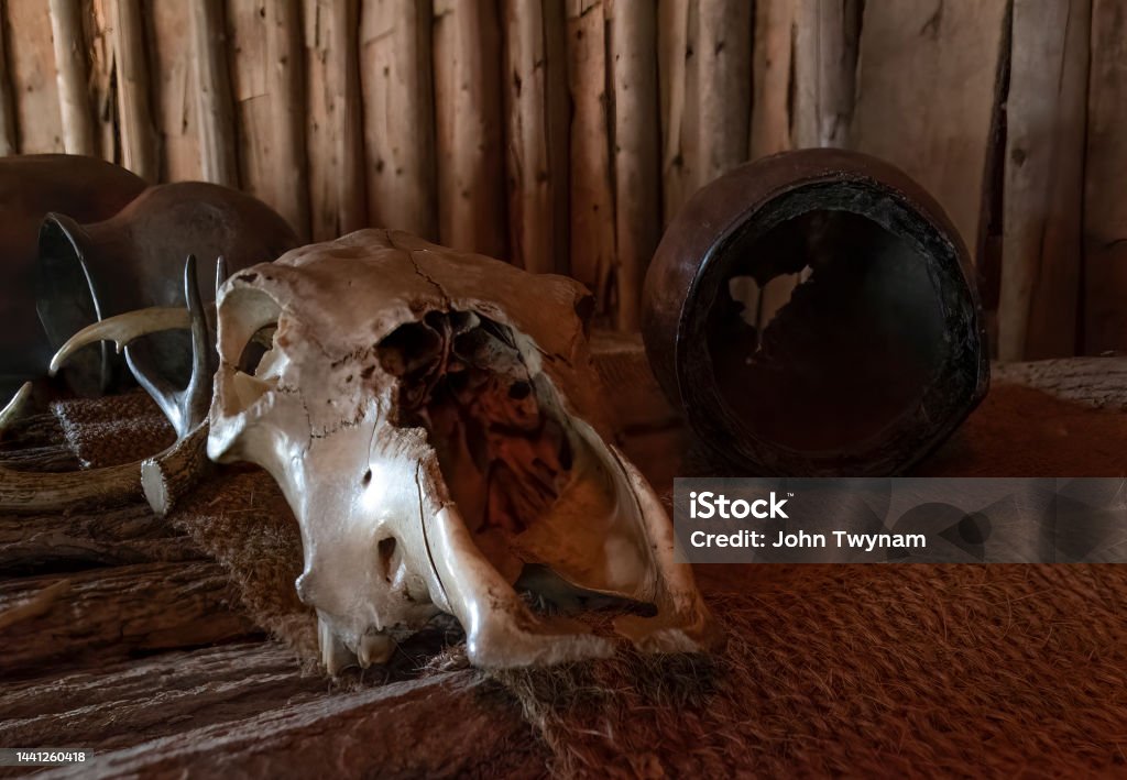 Animal Skull at Crawford Lake, Ontario An animal skull is on display inside a replica Iroquois longhouse at Crawford Lake near Milton, Ontario. Animal Stock Photo