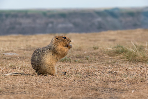 A long-tailed ground squirrel pauses to eat a snack at Horsethief Canyon near Drumheller, Alberta.