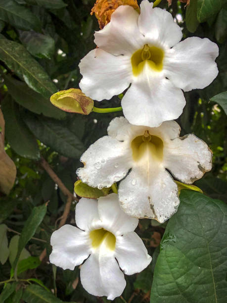 istock Thunbergia grandiflora white Bengal clockvine flowers 1441260579