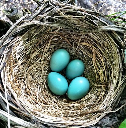 Too down view of a Robin’s nest with four eggs