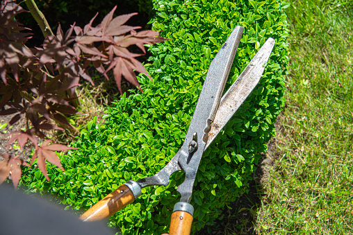 The man cuts branches and bushes with a pruner. Concept of caring for the garden.