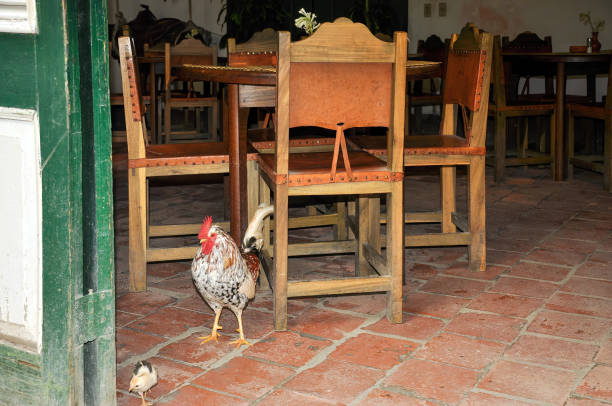 A chicken watches baby chick inside a restaurant in the Carribbean