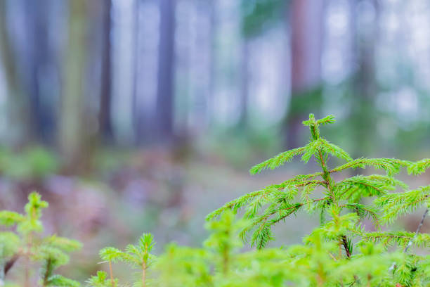 young yezo spruce in forest