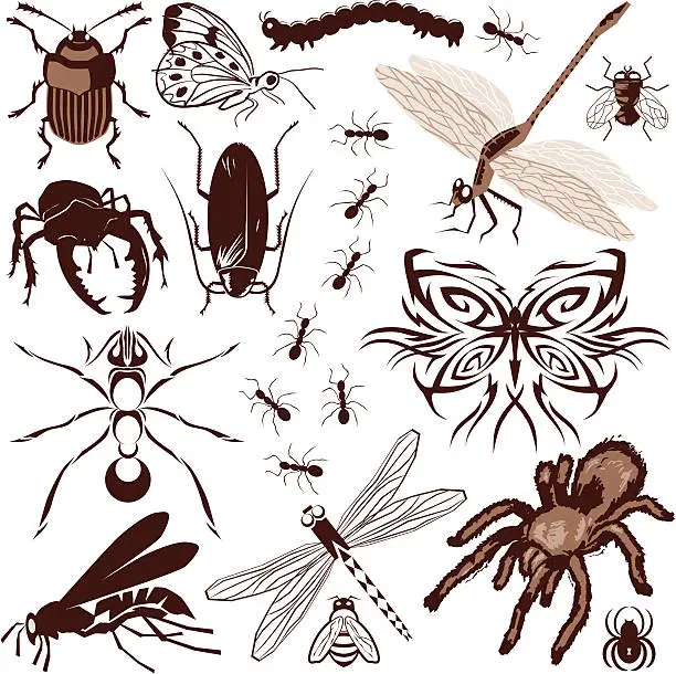 Vector illustration of Design Elements - Insects