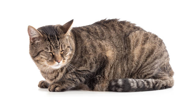 istock Large European tabby cat lying 1441264254