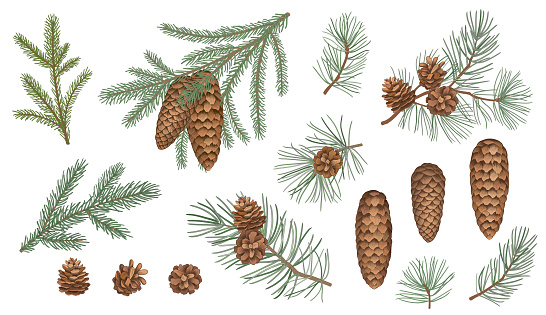 Set of evergreen branches, pine tree, fir, spruce coniferous plants. Illustration of christmas floral decorations isolated on white background. Retro drawing style