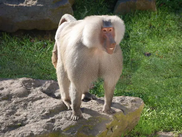 Male Hamadryas Baboon (monkey) smiles in the afternoon sun, with white teeth on display and silver coat gleaming.
