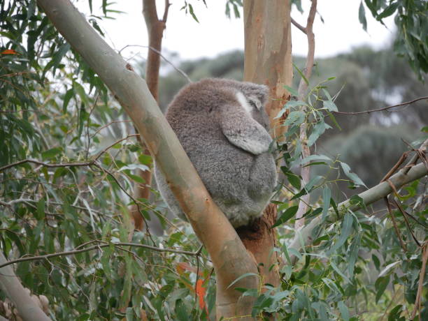 grande coala selvagem dormindo em eucalipto - koala bear animals in the wild perching - fotografias e filmes do acervo