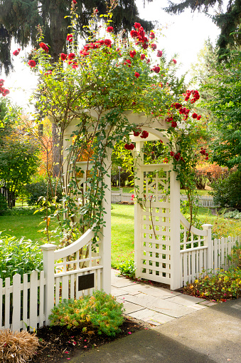 This is a white rose covered wooden arbor entrance to a manicured garden and home entrance, part of a white picketed fence