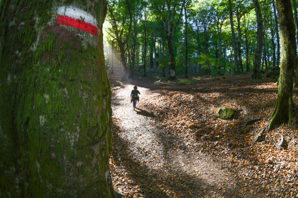 Sentieri nella faggeta del Cimino in autunno