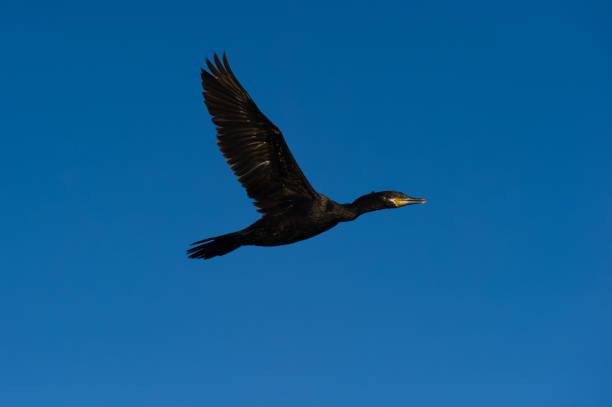 istock Comorant Black Neotropic Phalacrocoracidae Sea Bird Flying Isolated In Blue Sky Flight 1441268098