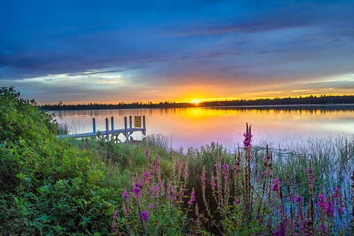Marl Lake Purple loosestrife Orange Sunrise