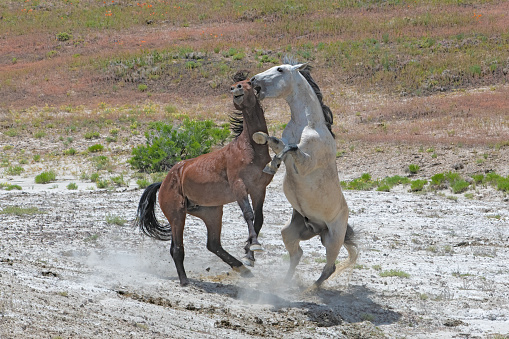 Wild horses (mustangs) fighting, rearing, and biting at Sand Wash Basin refuge in northwestern Colorado near Craig in western USA. This refuge is on BLM (federal government owned land) in Moffat County. Nearest town is Maybell, Colorado. Nearest large town is Denver, Colorado.