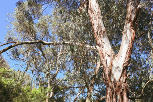 istock eucalyptus tree in bushland against blue sky 1441269064