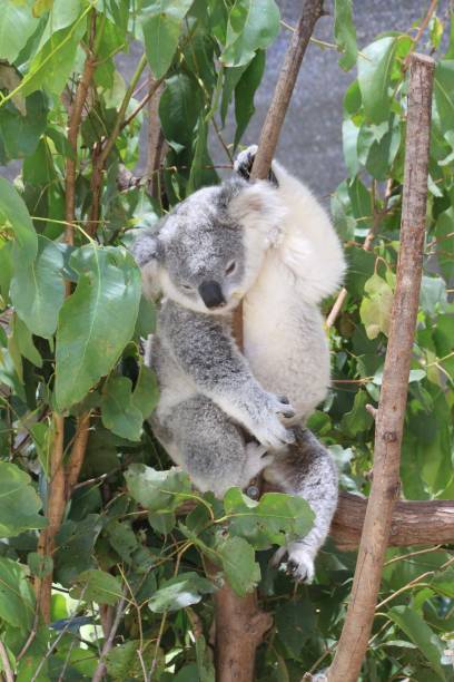 istock One koala sleeping in a tree with his held hanging over a branch.  Green Eucalyptus leaves around him. Gold Coast Queensland Australia 1441269764