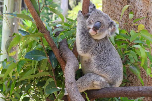 un koala maschio che si aggrappa a una parte di un albero mentre dorme.  sorridi sul suo volto.  foglie di eucalipto verde intorno a lui. gold coast queensland australia - marsupial foto e immagini stock