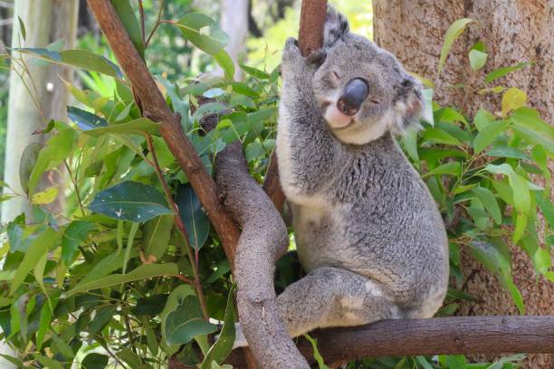 jeden samiec koali trzymający się części drzewa podczas snu.  uśmiech na jego twarzy.  zielony eukaliptus pozostawia wokół niego liście. gold coast, queensland, australia - marsupial zdjęcia i obrazy z banku zdjęć