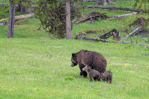 Grizzly bear and her cubs close by in northwestern Wyoming, western USA. Nearby cities are Bozeman, Billings, and Gardiner Montana.