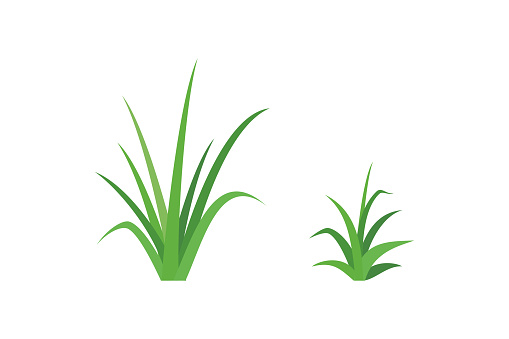 vector illustration of grass isolated on a white background