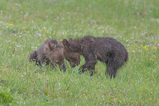 Grizzly bear cubs close by their mother in northwestern Wyoming, western USA. Nearby cities are Bozeman, Billings, and Gardiner Montana.