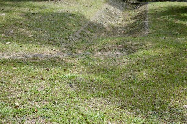 istock green grass in nature garden 1441273506