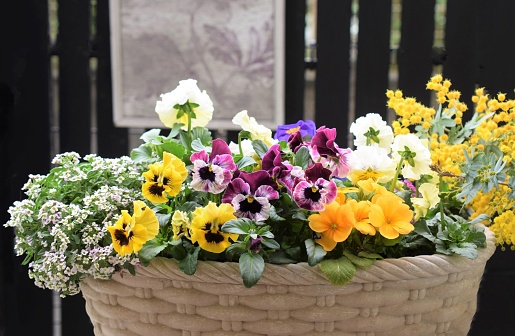 colorful spring flowers in the garden.\npansy and mimosa flowers.