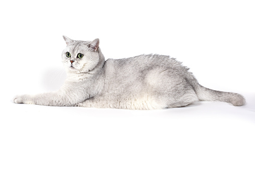 British Lorthair smoky cat isolated on white lying relaxed.