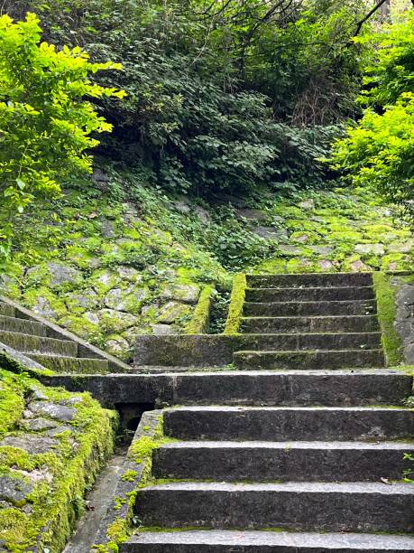 istock The mountain plank road moss green 1441274095