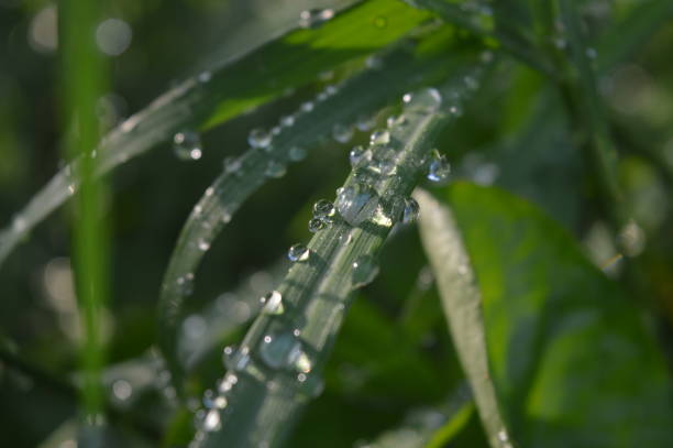 istock green grass with raindrops in the morning, grass background 1441274103