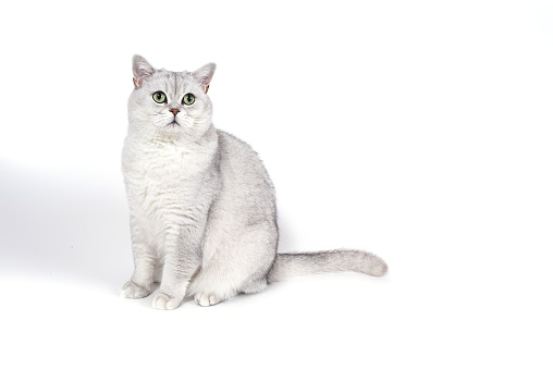 British Lorthair smoky cat isolated on white is waiting.