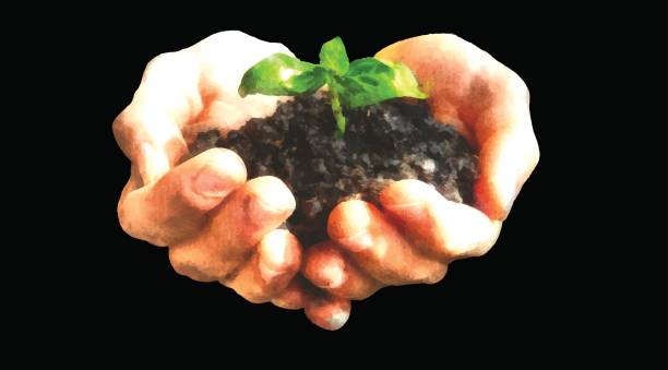 istock Vector illustration of young plant with ground in hands 1441275681