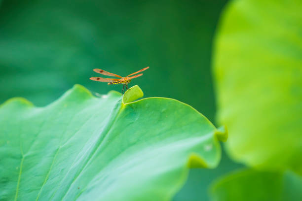 Lotuses and dragonflies, Lotus flower on the water