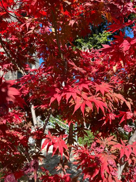istock Afternoon sunshine garden maple leaves 1441277751