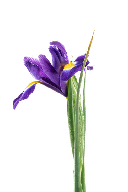 istock Beautiful Blue English Iris (Iridaceae Iris latifolia) isolated on white background 1441279873