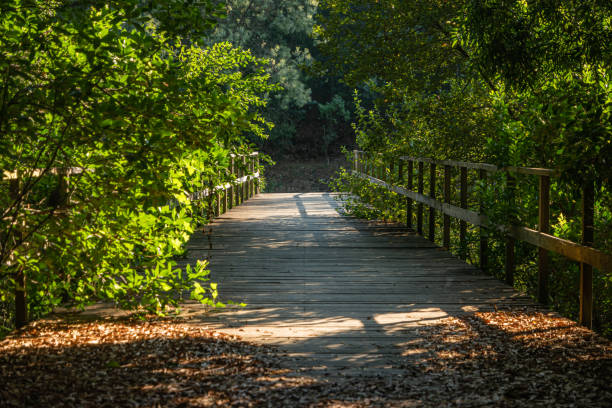 istock Eco path wooden walkway in the forest 1441280566