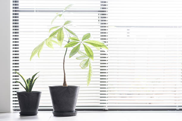 zimmerpflanzen am fenster platziert - blinds showcase interior home decorating window stock-fotos und bilder