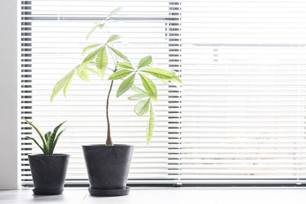 plantas de interior colocadas junto a la ventana - blinds showcase interior home decorating window fotografías e imágenes de stock