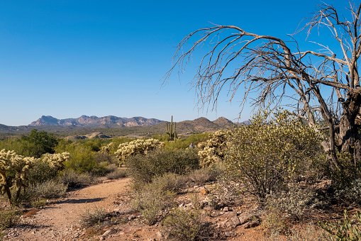 Desert landscape in Saguaro National Park in Arizona, USA.