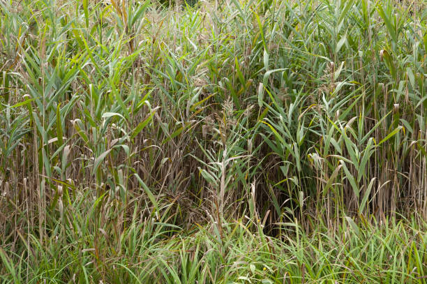 istock summer background: dense thickets of green reeds 1441283066