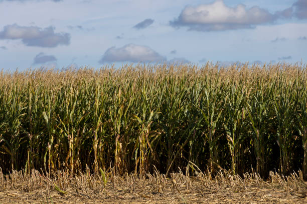 istock Ripe corn in the field in the summer 1441286461