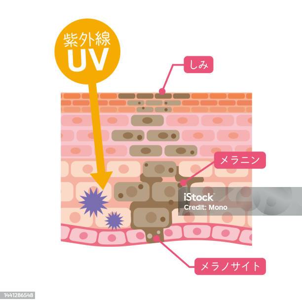 Stain Augmentation Mechanism Of Stain Generation Stock Illustration - Download Image Now ...