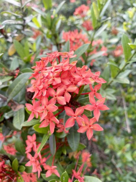 istock red ixora flower in nature garden 1441287712