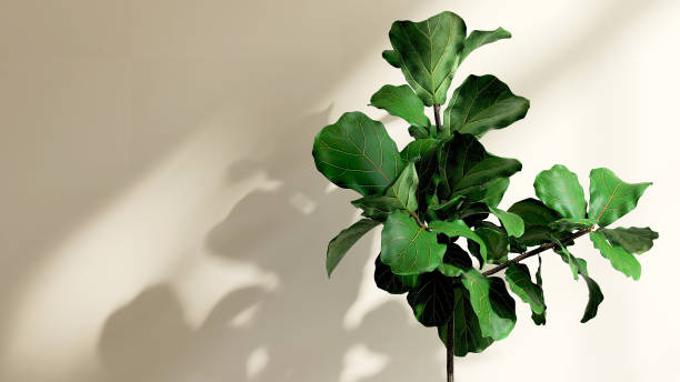 Healthy green tropical fiddle leaf fig tree in beige wall room with dappled sunlight from window stock photo