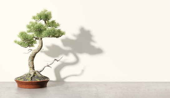 Healthy and beautiful green east Asian bonsai tree in red pot on cement concrete counter in cream colored wall room with sunlight from window for luxury interior decoration design, sustainable lifestyle product background